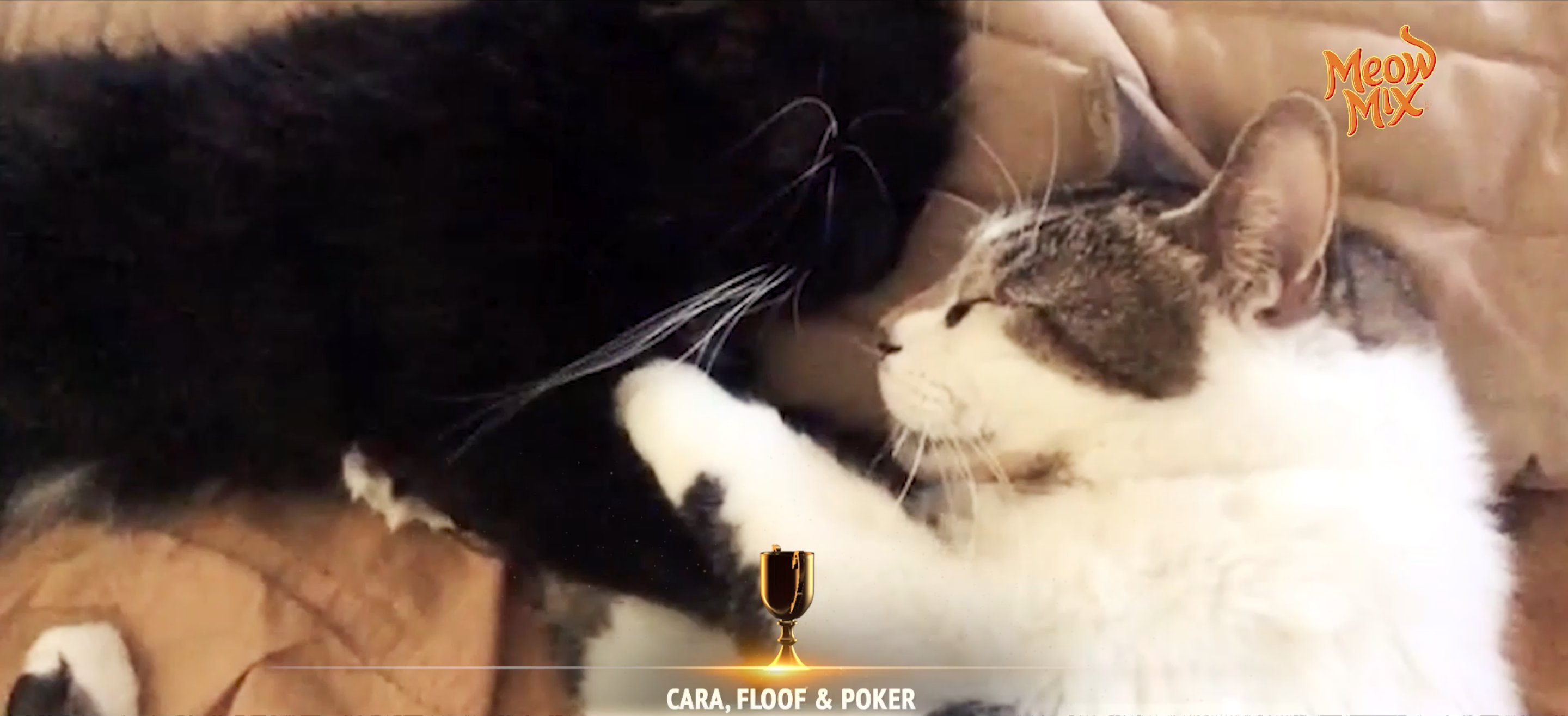 2016 Cat Oscars: Meow Mix Announces the Year’s Best Internet Cat Moments