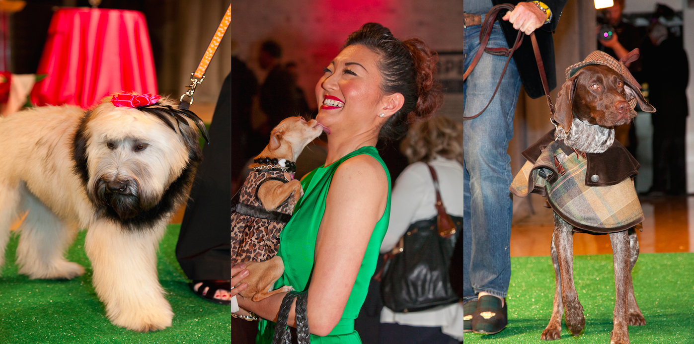 Doggie Runway Fashion Show at The Peninsula Chicago